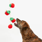 Cherry Tomato Nosework & Tug Toy