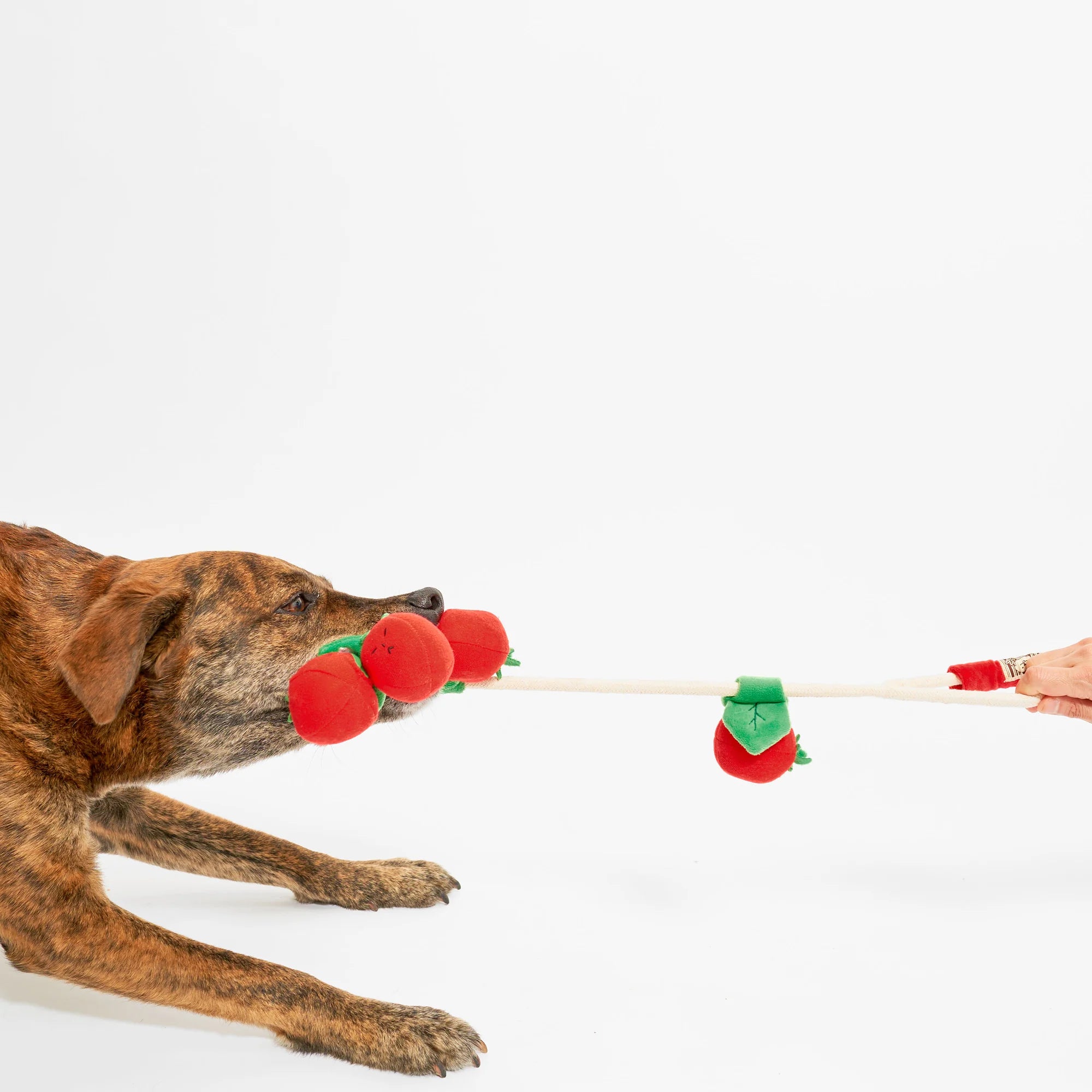 Cherry Tomato Nosework & Tug Toy