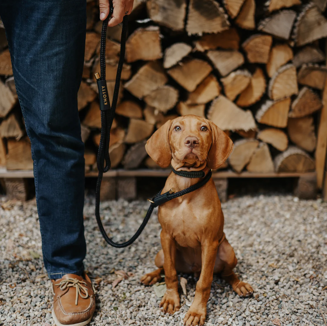 Training Leash Black & Gold