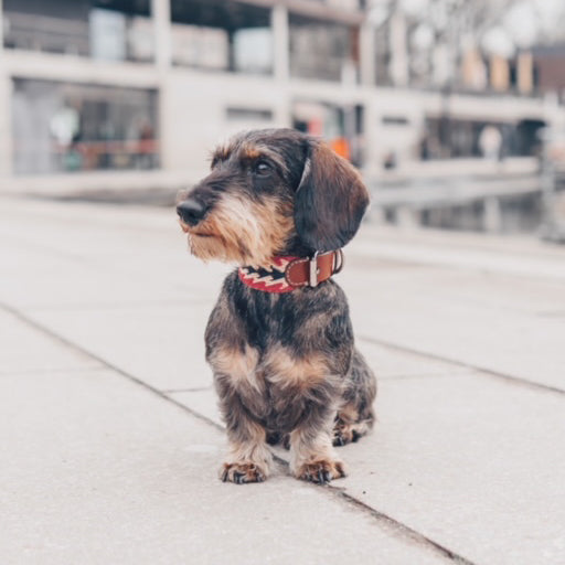 Peruvian Arrow Red Collar